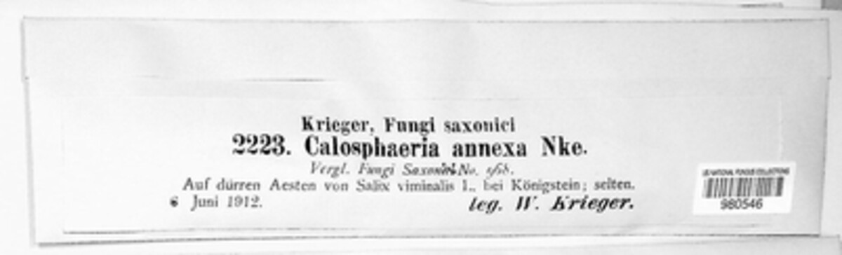 Coronophora annexa image